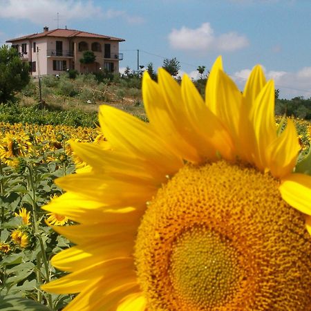 B&B Il Girasole - Rooms & House In Country - 1500 Meters From The City Montepulciano Stazione Exteriér fotografie