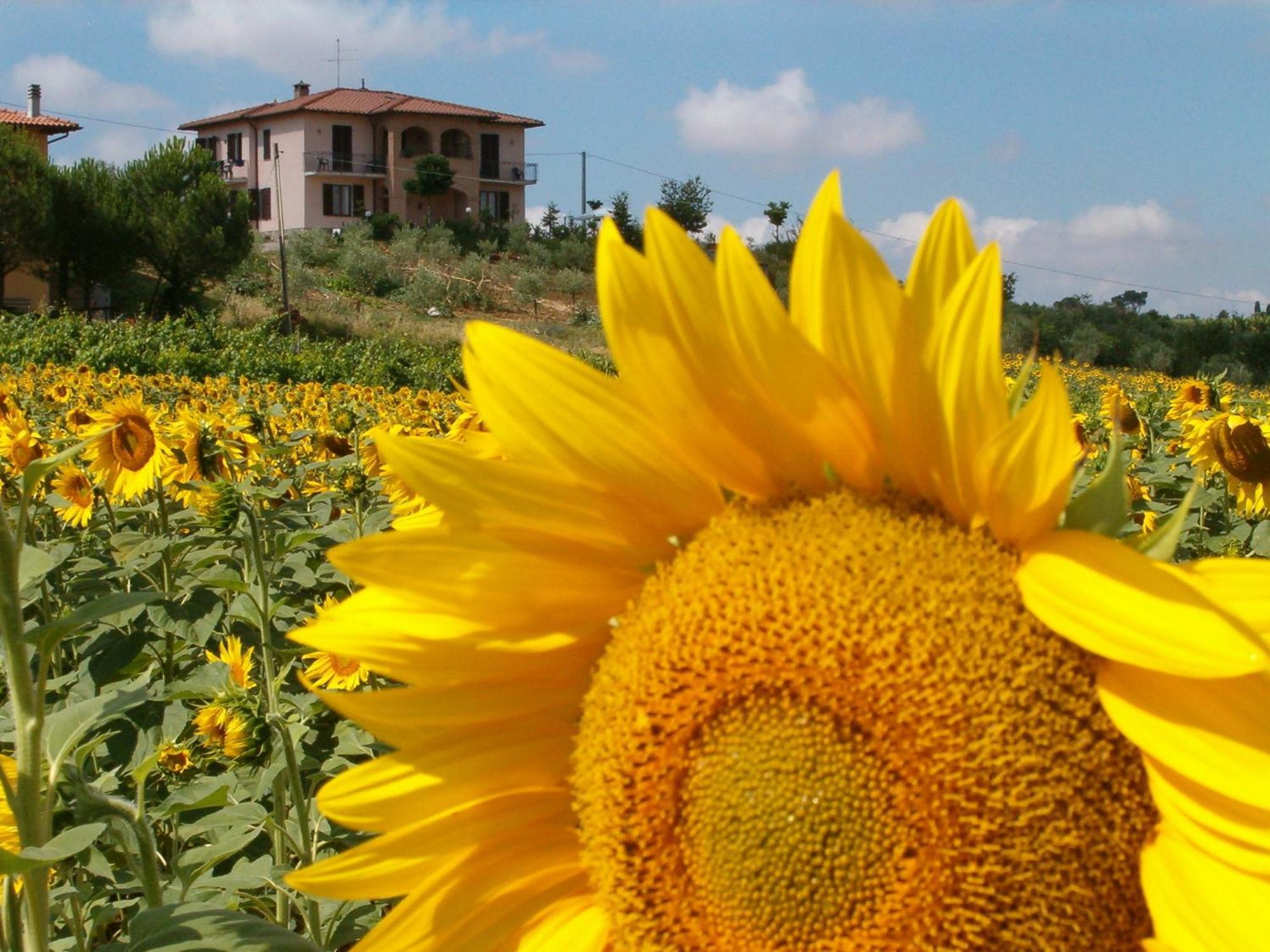 B&B Il Girasole - Rooms & House In Country - 1500 Meters From The City Montepulciano Stazione Exteriér fotografie